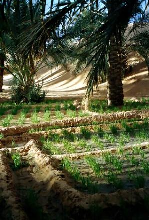 Timimoun, Algeria